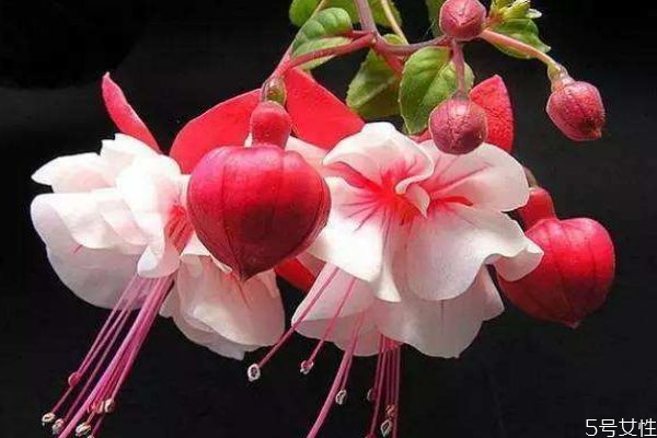 倒挂金钟是什么意思啊,倒挂金钟的