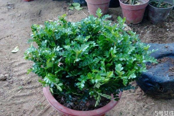 清香木有什么用,清香木到底香不香