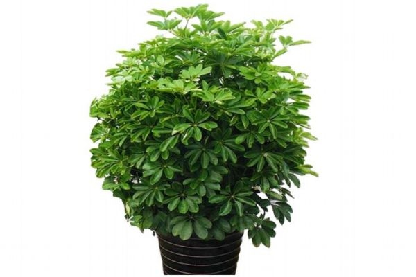 鸭掌木还叫什么,鸭掌木作用简介