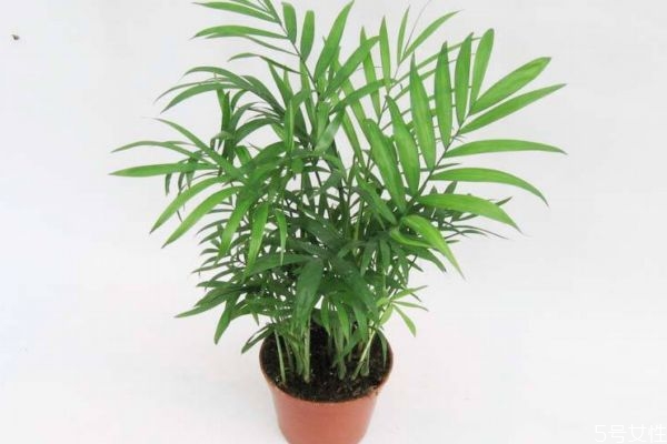 富贵树有几种,代表富贵的树有哪些