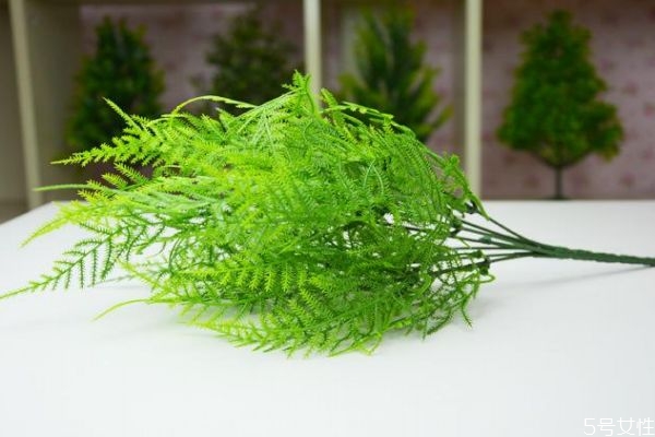 文竹的花语是什么意思,文竹的花语及象征意义