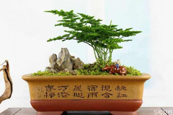 什么的文竹,文竹为什么叫文竹