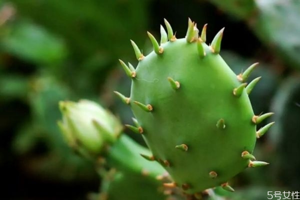 仙人掌可以净化空气吗?,仙人掌能净化室内空气吗