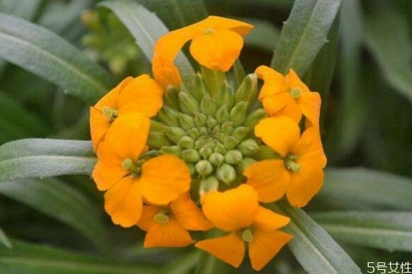 桂竹香图片,桂什么什么香