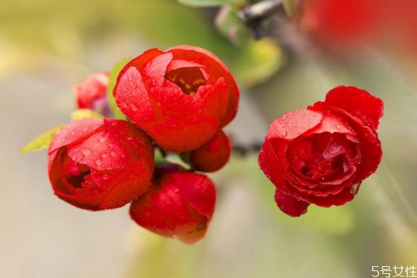 贴梗海棠如何养护,海棠的作用到底是什么呀