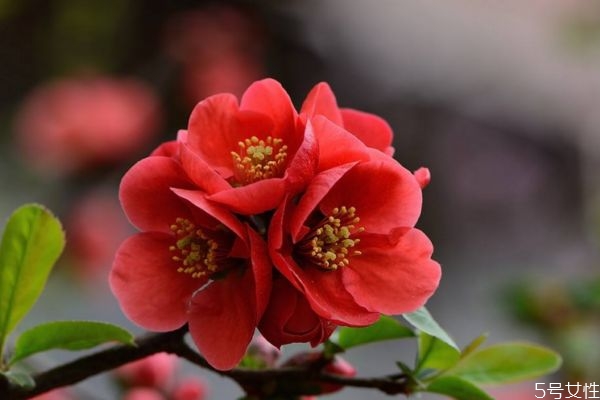 贴梗海棠如何养护,贴梗海棠和海棠的区别