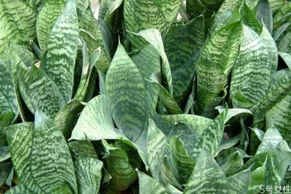 虎尾兰百科,虎尾兰的特征