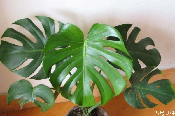 什么是龟背竹,龟背竹长什么样子