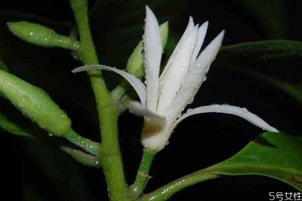 白兰花花语是什么意思,白色兰花的花语