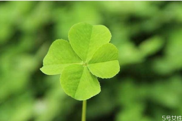 什么叫四叶草,什么的四叶草 什么叫四叶草,什么的四叶草
