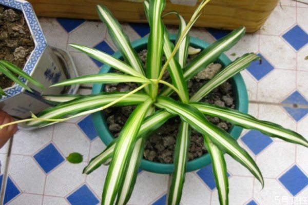 金心吊兰和银心吊兰,金心吊兰的功效和作用是什么