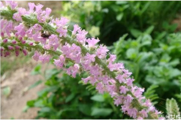 情人草是什么样子的,情人草百科