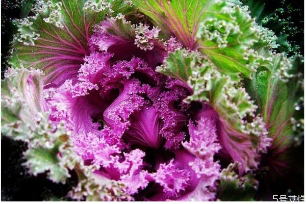 羽衣甘蓝是啥,羽衣甘蓝是什么意思