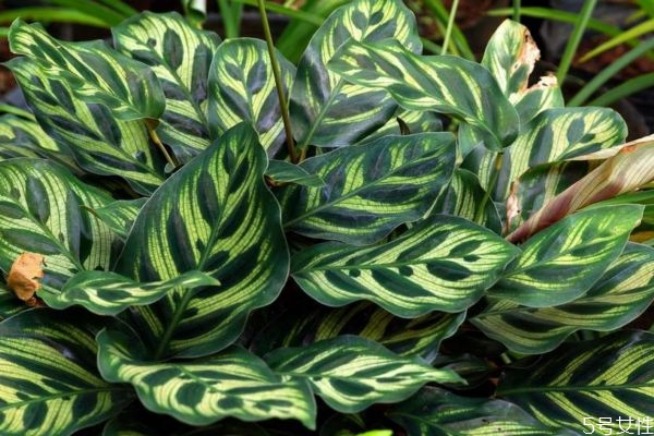 孔雀竹芋的介绍,孔雀竹芋有什么作用