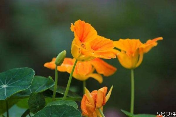 旱金莲科属,旱金莲适合在什么地方生长 旱金莲科属,旱金莲适合在什么地方生长