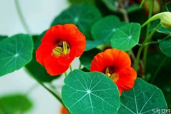 旱金莲是什么样子的,旱莲花旱金莲