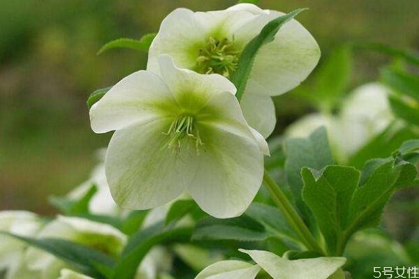 圣诞节玫瑰花,圣诞玫瑰百度百科 圣诞节玫瑰花,圣诞玫瑰百度百科