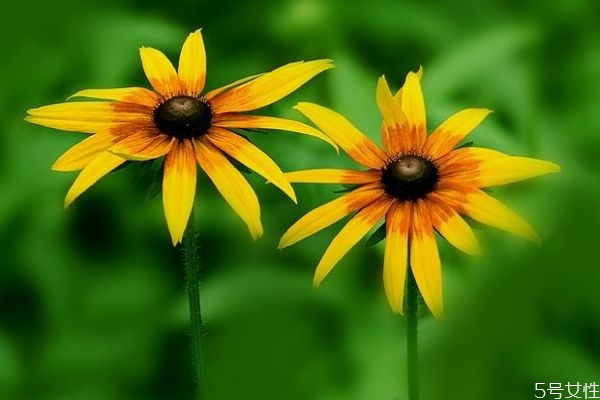 金光菊象征什么,金光菊图片 金光菊象征什么,金光菊图片