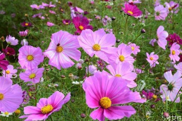 波斯菊花的花语是什么,波斯菊花语意义 波斯菊花的花语是什么,波斯菊花语意义