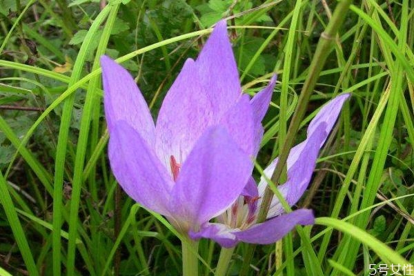 秋水仙的花语和寓意,水仙花的花语是