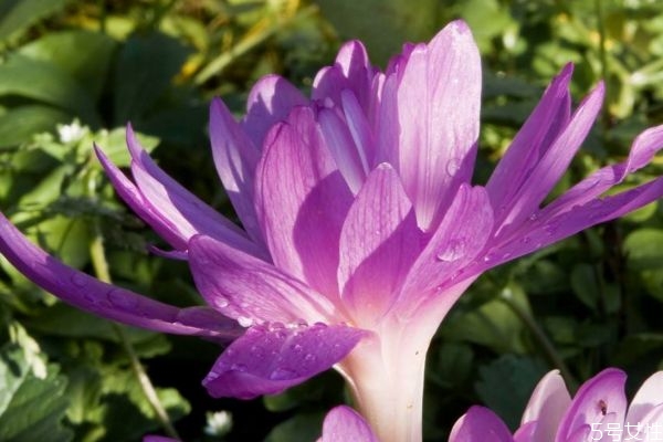 秋水仙又叫什么,秋水仙和洋水仙