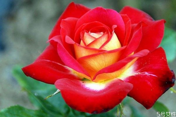 月季花的生长环境是什么,月季花生活环境 月季花的生长环境是什么,月季花生活环境