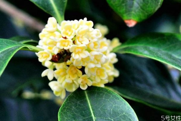 桂花的花语,桂花的花语是什么象征