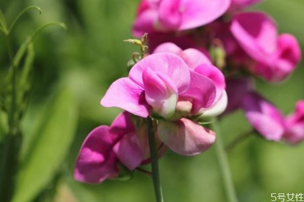 香豌豆和豌豆的区别,香豌豆的寓意