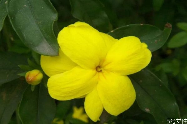 金钟花的花语的寓意,金钟花寓意 金钟花的花语的寓意,金钟花寓意