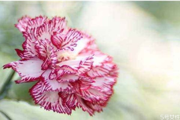 康乃馨的花语是什么呀,康乃馨的寓意是什么花语又是什么