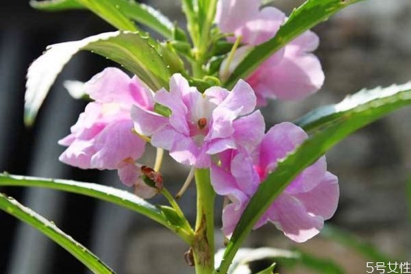 什么是凤仙花呢,凤仙花象征着什么