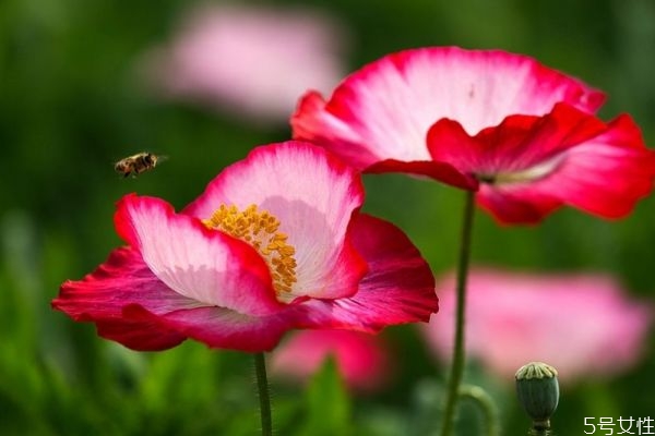 虞美人指什么,虞美人为什么叫虞美人