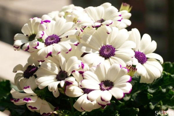 瓜叶菊介绍,瓜叶菊又叫什么名字