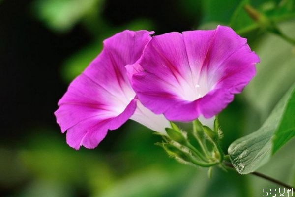 牵牛花的花语是什么意思,牵牛花的花语和象征