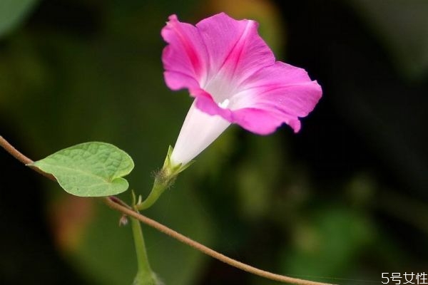 什么的牵牛花?,牵牛花为什么叫牵牛花?