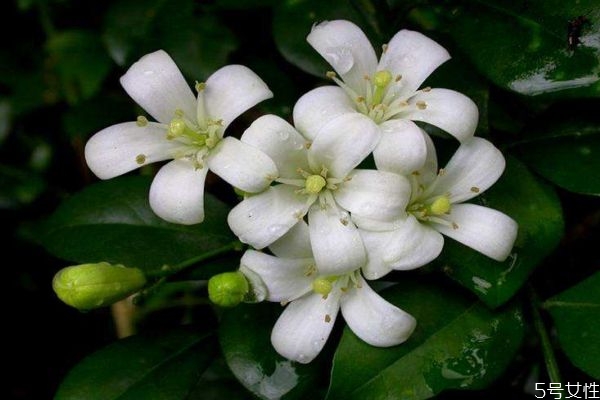 七里香 是什么,七里香到底是什么