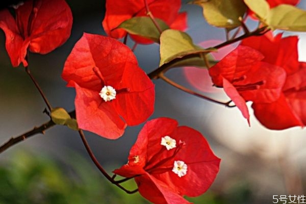 三角梅有毒吗 可放室内吗,三角梅适合在室内养吗