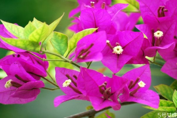 什么品种的三角梅,三角梅为什么叫三角梅呢