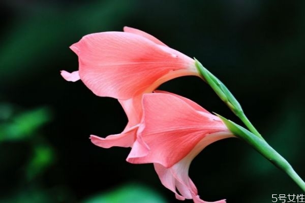 唐菖蒲的花语和寓意,唐菖蒲花语蒲各颜色的花语 唐菖蒲的花语和寓意,唐菖蒲花语蒲各颜色的花语