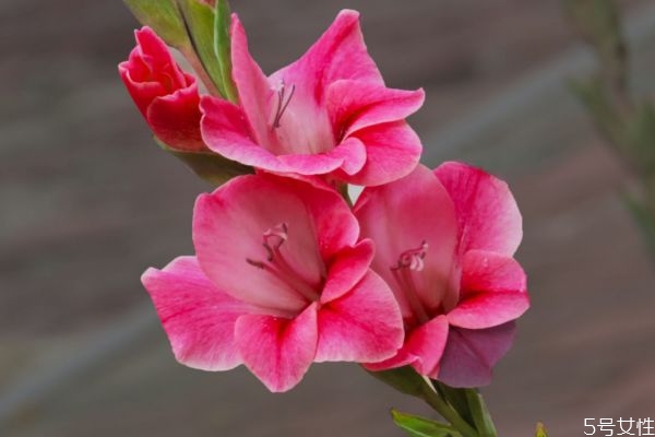 兰菖是怎么回事,菖蒲跟兰花有什么区别