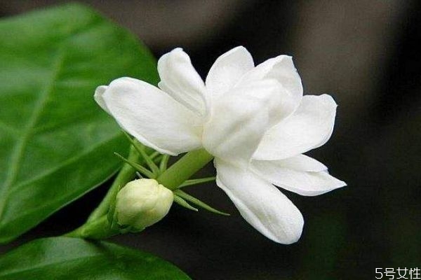 茉莉的花语是什么呀,茉莉的花语和象征意义