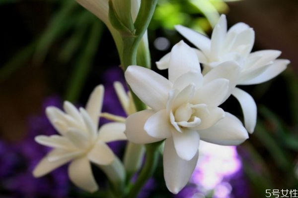 晚香玉是什么意思,晚香玉香吗