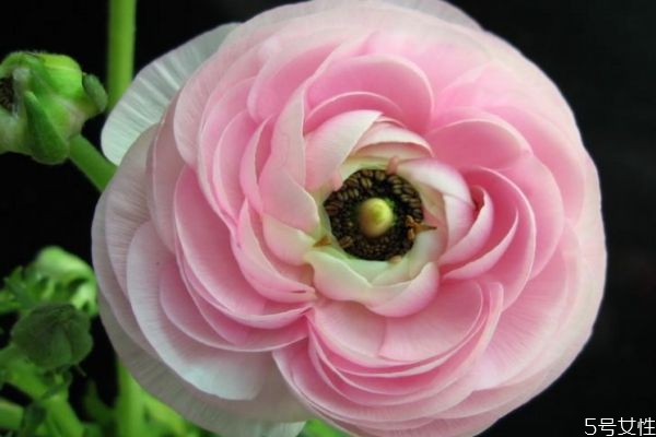 花毛茛又叫什么,花毛茛和毛茛区别