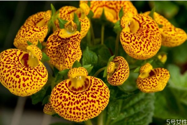 蒲包花图片,蒲包是什么东西