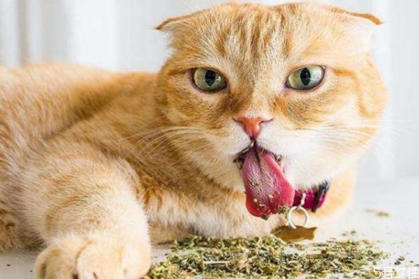 啥是猫薄荷,猫薄荷到底是什么