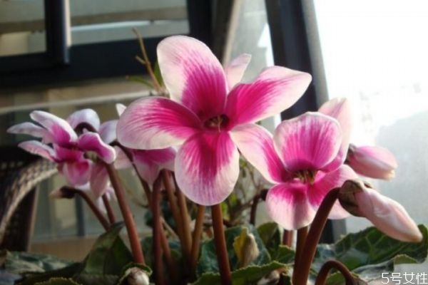 兔子花是什么花,种花兔子什么意思