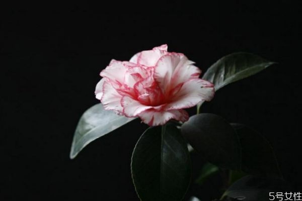 山茶花代表什么花语,山茶花的花语是什么花名是什么?