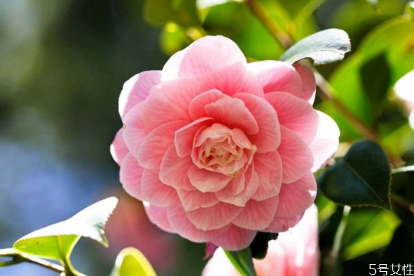 山茶花的花期是几月份,山茶花的花期是多长时间