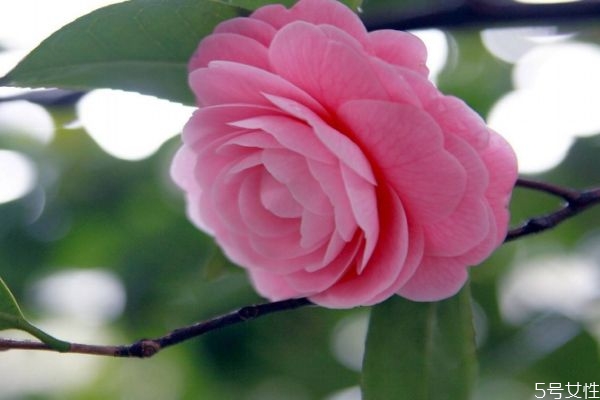 什么的山茶花,山茶是花吗