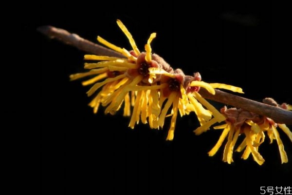 金丝桃花语,梅花花语是什么